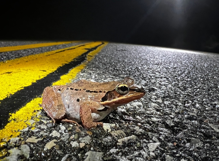 Wood Frog